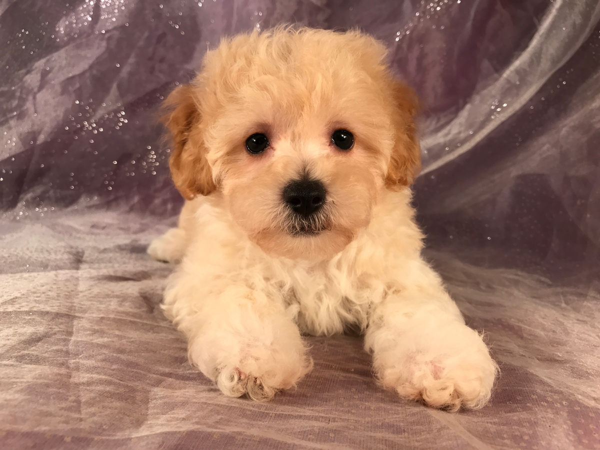 Ready Now! Bichon Poo puppies for sale!